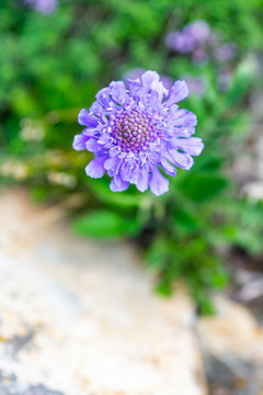 兰盆花
