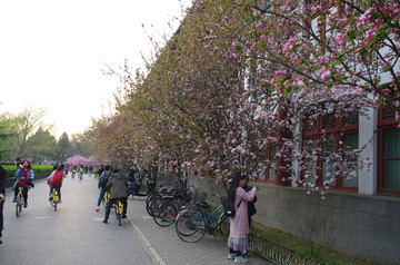 外国语学院樱花