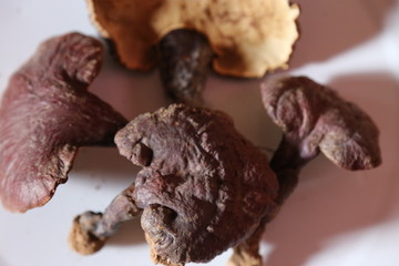 灵芝