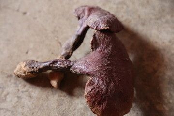 灵芝