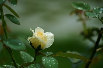 唯美玫瑰花