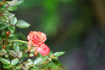 粉红色玫瑰花