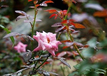 粉红色玫瑰花