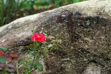 玫瑰花石头