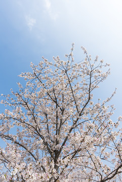 日系樱花