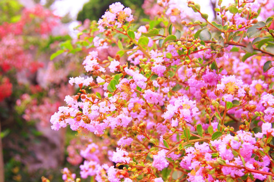 公园紫薇花
