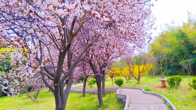 春天公园风景