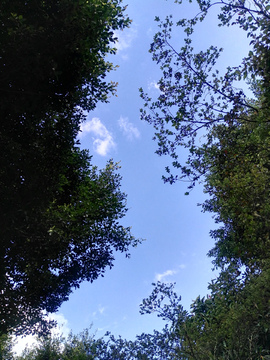 林中的蓝天