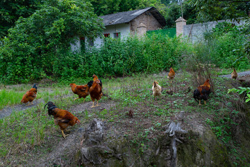 农家鸡走地鸡养殖