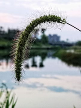 马尾巴