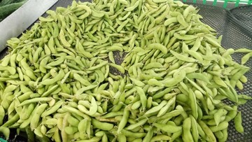 毛豆荚