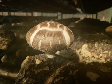 香菇