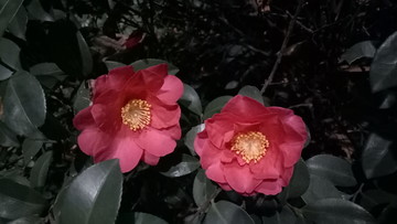 牡丹花