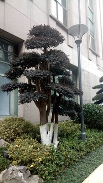 绿化景观