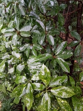 花纹植物