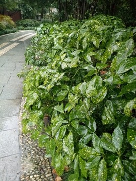 公园步道