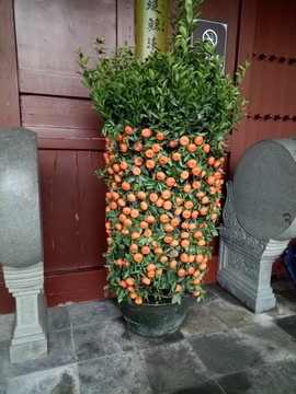 迎春装饰