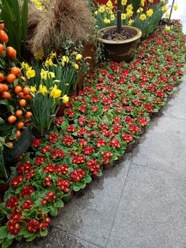 迎春装饰
