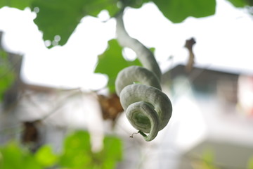 蛇瓜