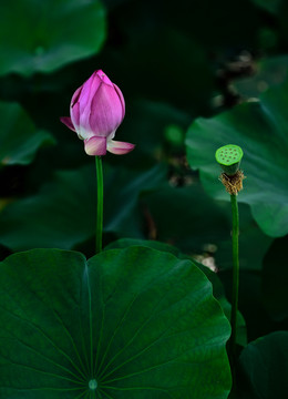 莲花莲蓬