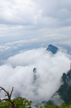 高山云雾