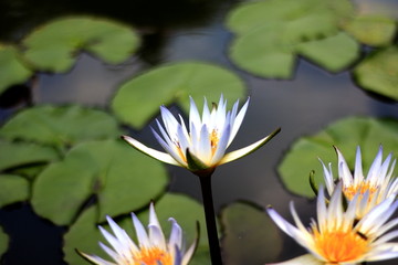 王莲