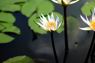 王莲