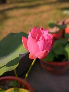 荷花素材