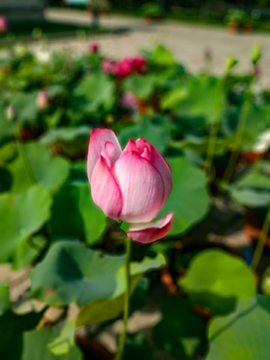 荷花素材