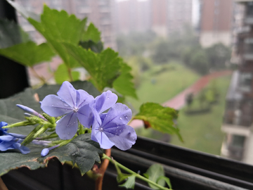 鲜花背景