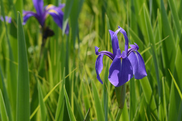 马兰花