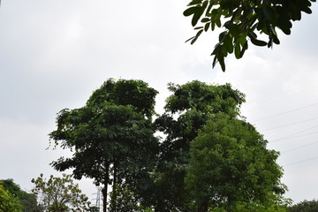树冠植物