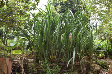 龙卷萝卷植物
