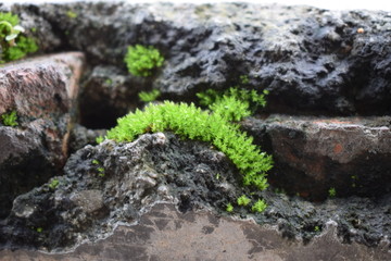 苔藓石头缝