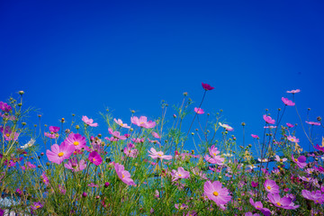 坝上格桑花