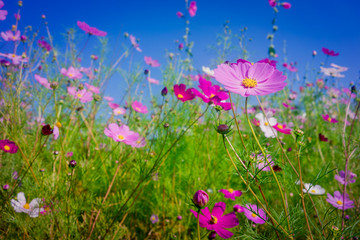 坝上格桑花