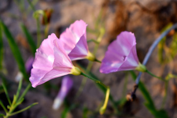 田旋花