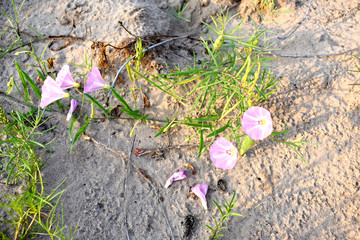 野牵牛花