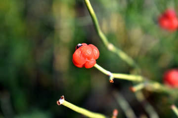 草麻黄果实