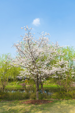 樱花树