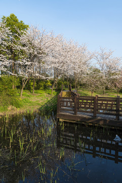 樱花烂漫