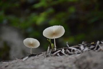 蘑菇特写