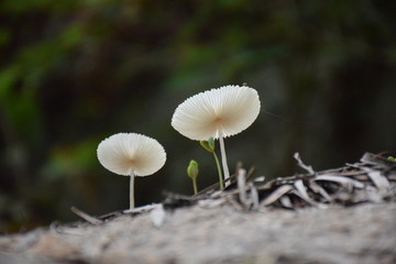 美丽白蘑菇