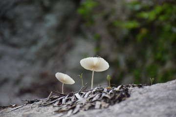 美丽的野生菌