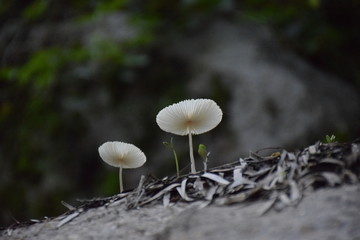 白蘑菇和小苗