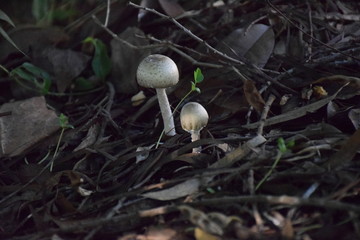 小小蘑菇