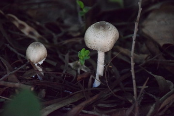 野生蘑菇