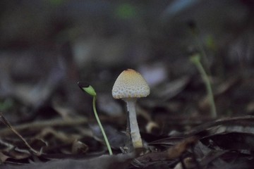 蘑菇和小苗