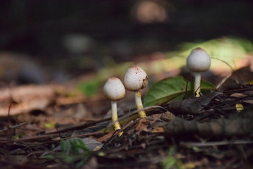 圆形小蘑菇