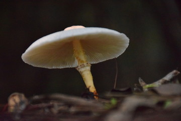 白蘑菇